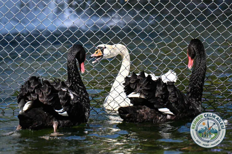 Kuğulu Park · Çankaya · Ankara · Türkiye · fotoğraf 6