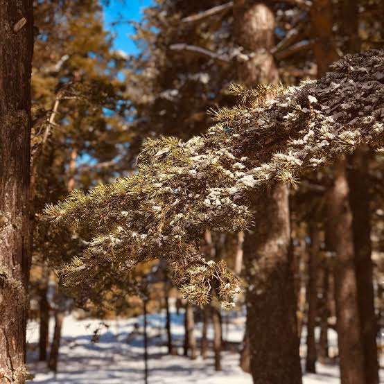 Arkut Dağı Yaylaları · Gerede · Bolu · Türkiye · fotoğraf 3