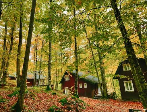 Yedigöller Milli Parkı · Merkez · Bolu · Türkiye · fotoğraf 11