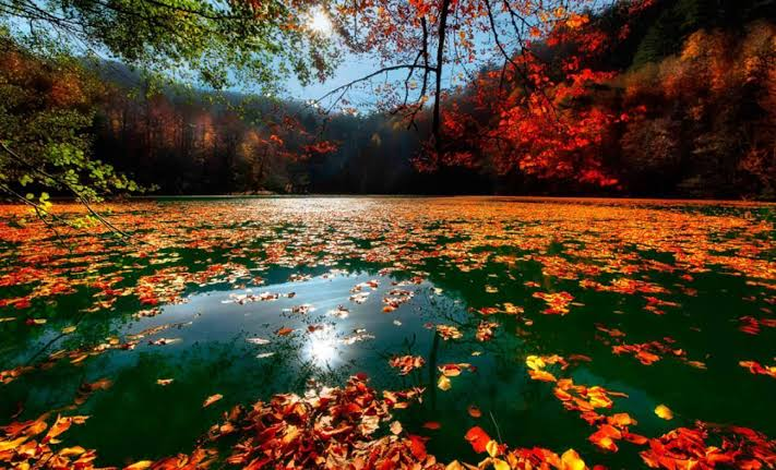 Yedigöller Milli Parkı · Merkez · Bolu · Türkiye · fotoğraf 13