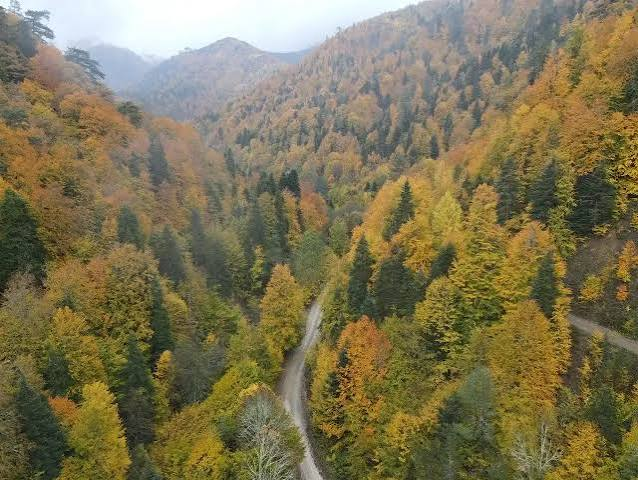 Yedigöller Milli Parkı · Merkez · Bolu · Türkiye · fotoğraf 17